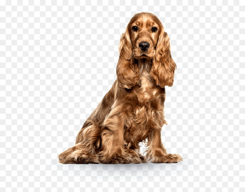 Feminine Dog, HD Png Download - perro png