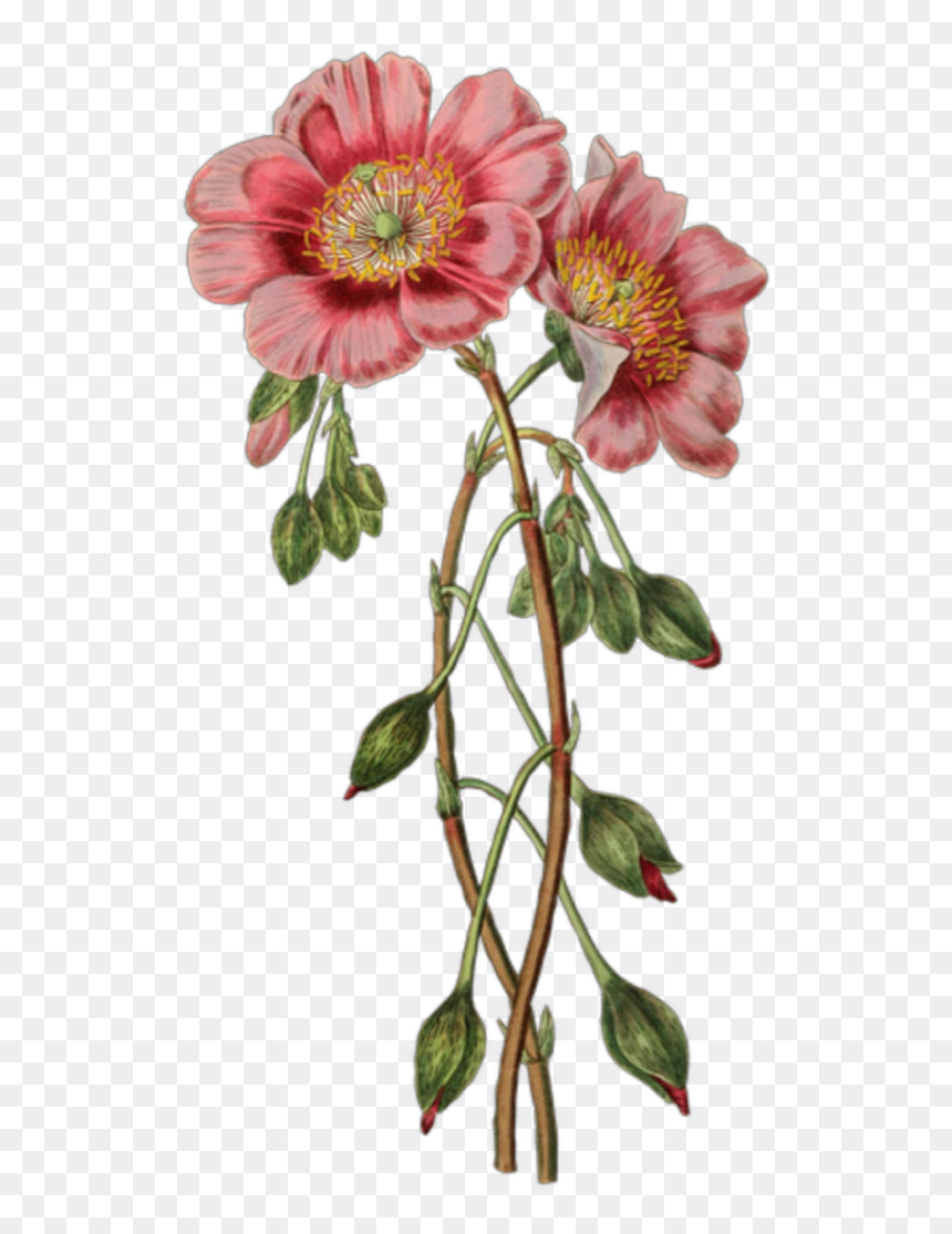 Vintage Flower Illustration, HD Png Download - flores vintage png