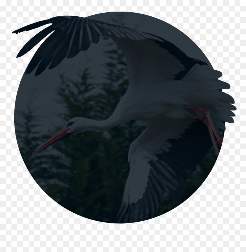 White Stork , Png Download - Little Blue Heron, Transparent Png - stork png