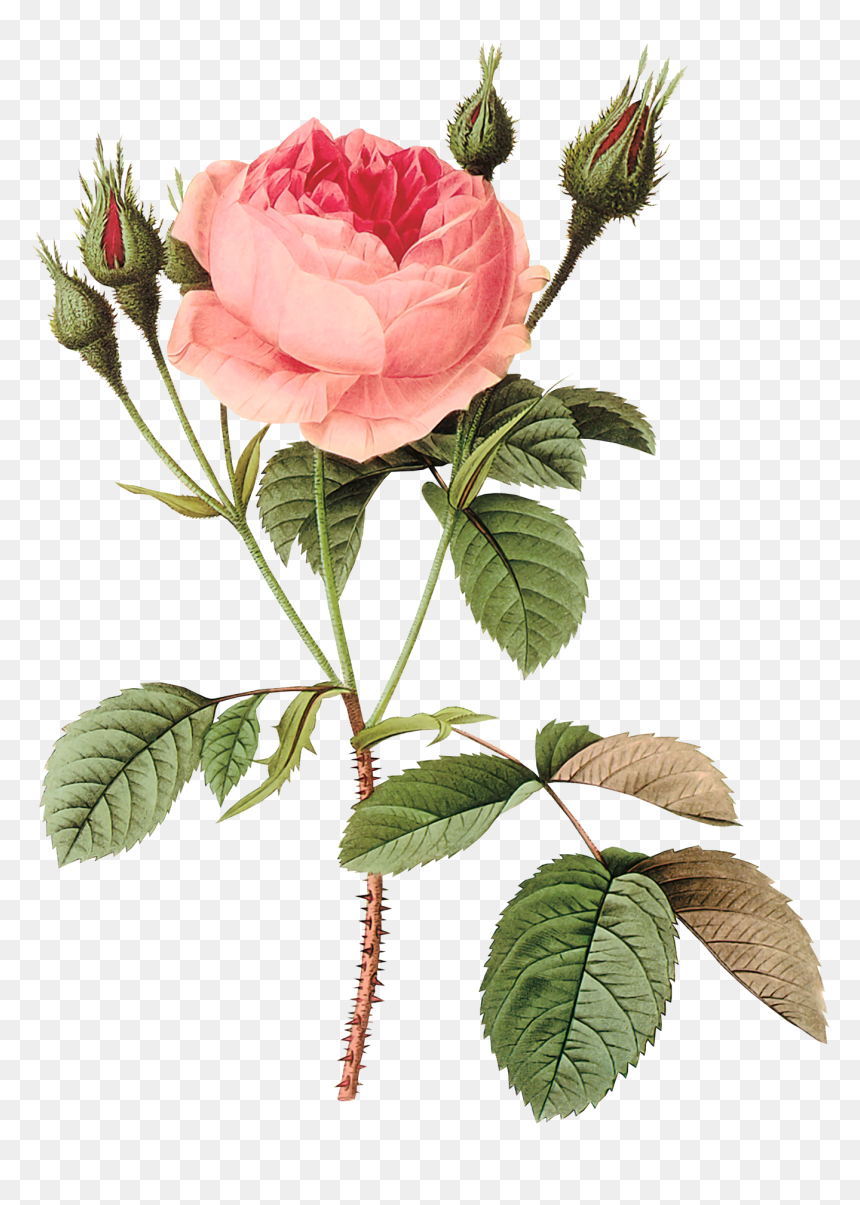 Transparent Flores Png - Rose Redouté, Png Download - flores vintage png