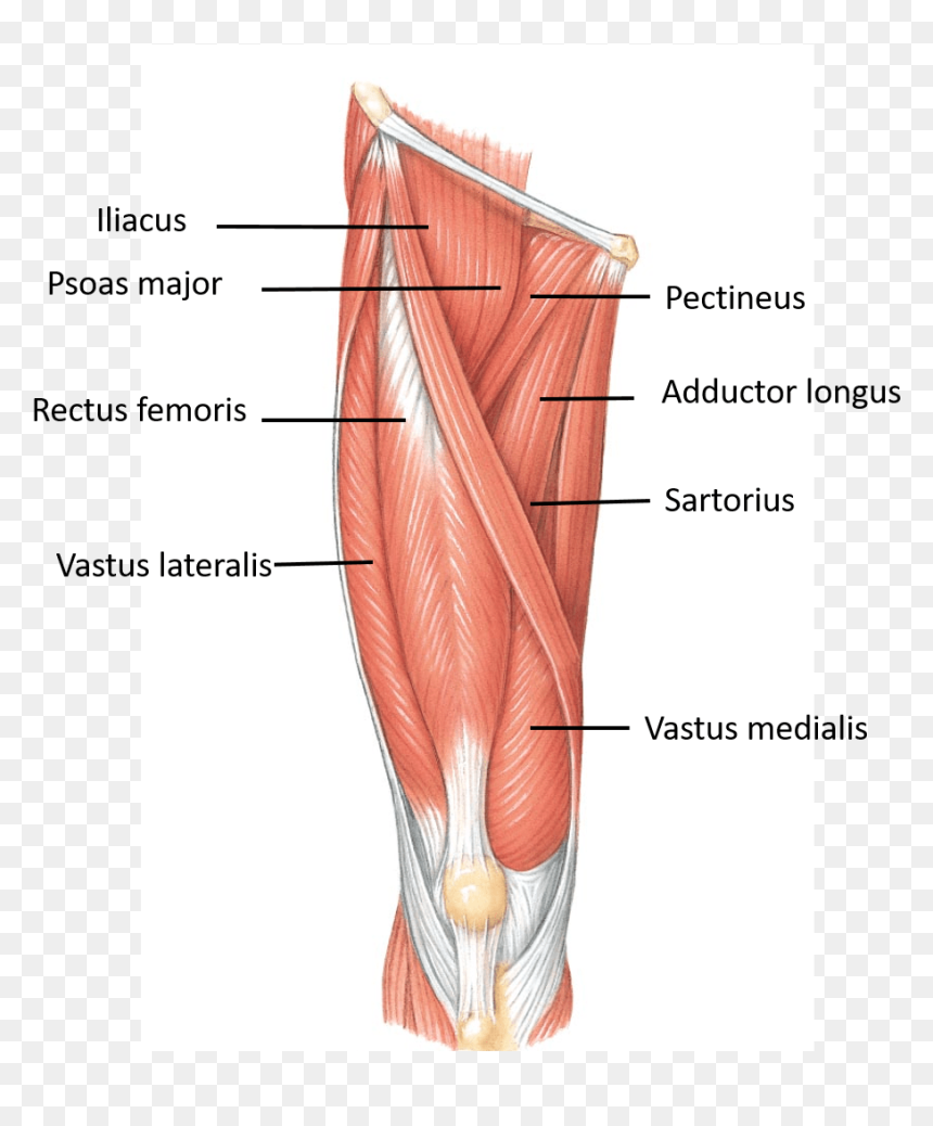 Transparent Femur Png, Png Download - muscles png