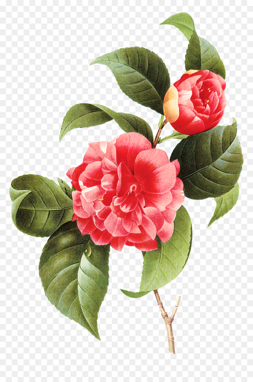 Vintage Little Vector Flower Png Transparente Imagens - Camellia Poster, Png Download - flores vintage png