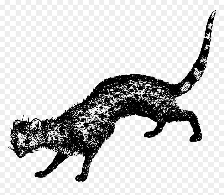 Whiskers Wildcat Dog Bear - Civet Cats Png, Transparent Png - cat logo png