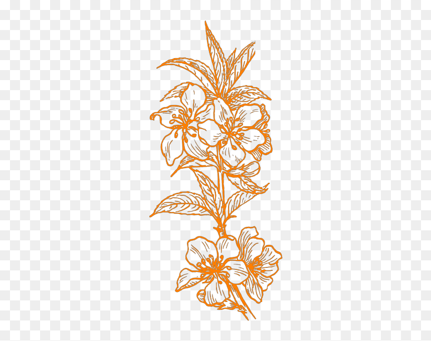 Almond Blossom Png Icons - Plant Clip Art, Transparent Png - blossom png
