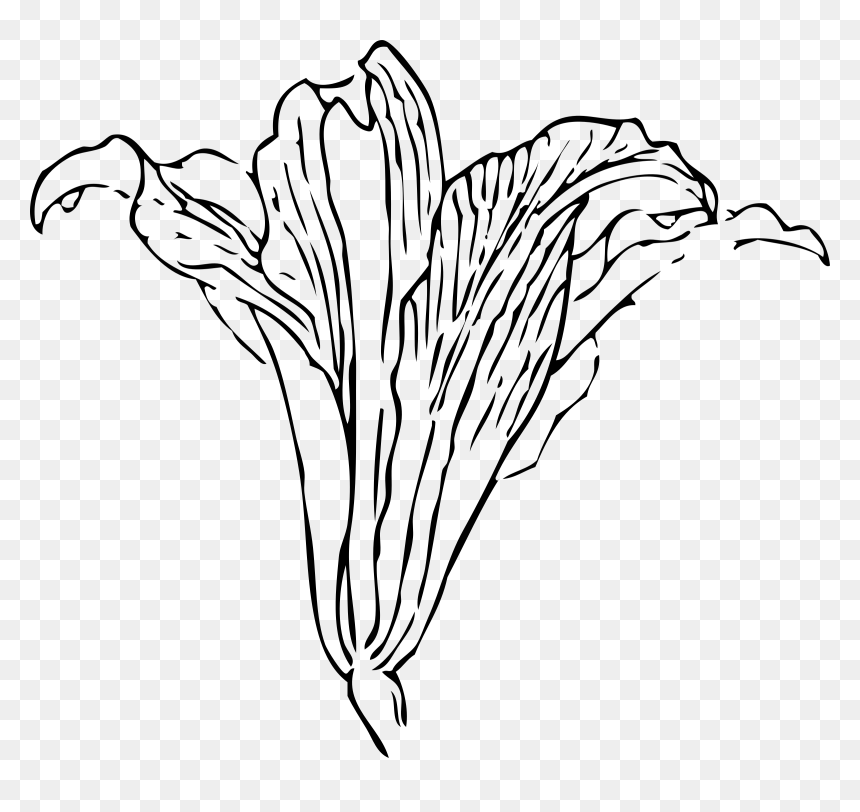 Blossom Clip Arts - Bunga Bakung Hitam Putih, HD Png Download - blossom png