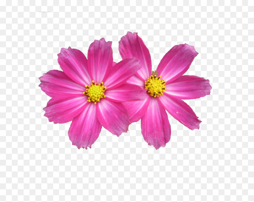 Flower Background , Png Download - Aster Flower Pink Png, Transparent Png - flower background png
