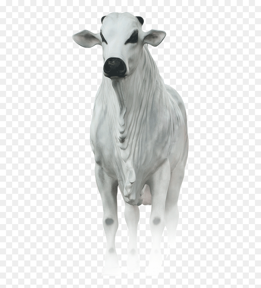 Livestock , Png Download - Boi Para Açougue Png, Transparent Png - boi png