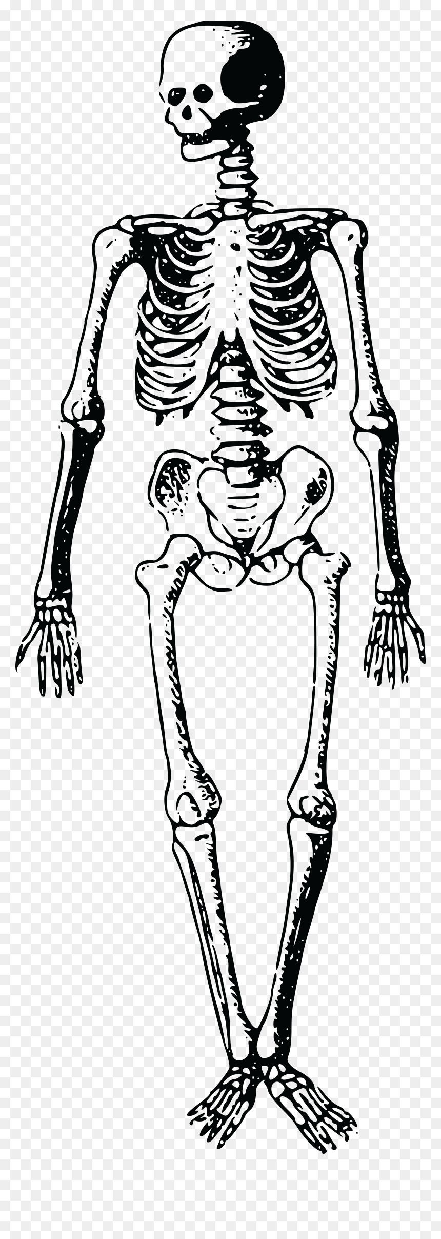Jpg, Png, Eps, Ai, Svg, Cdr - Free Clip Art Skeleton, Transparent Png - skeleton hand png