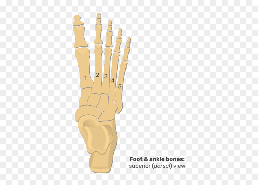 Superior View Of The Foot And Ankle Bones - Proximal Phalanx In Foot, HD Png Download - skeleton hand png