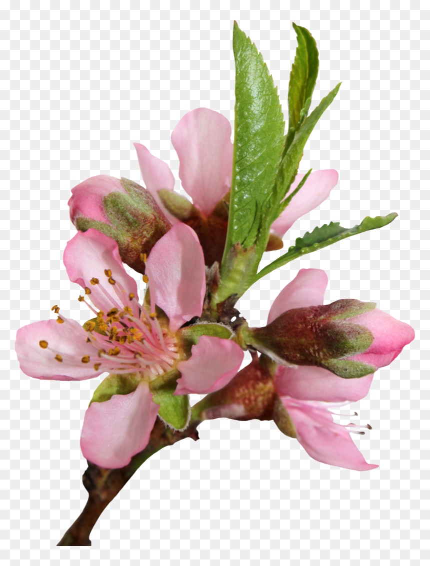 Blossom Png Transparent Image - Peach Blossom Flowers Png, Png Download - blossom png