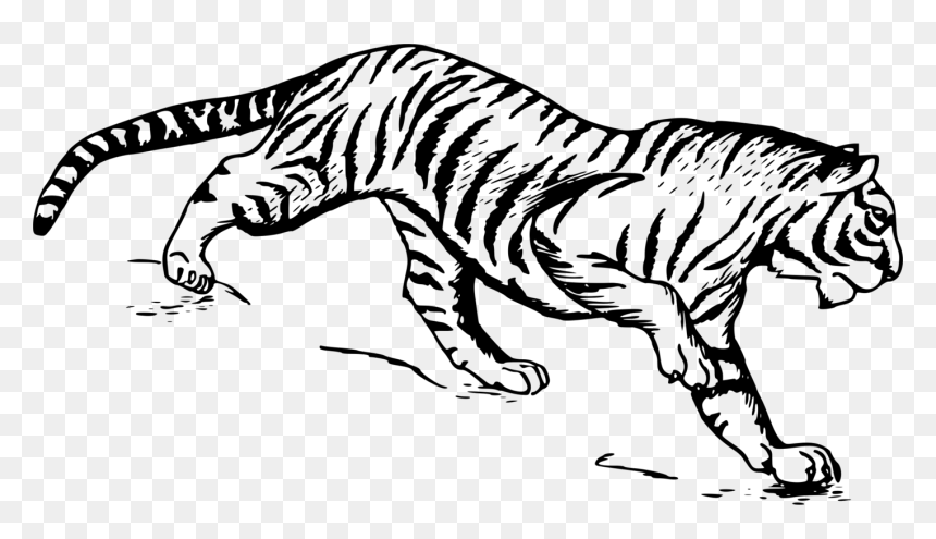 Art,monochrome Photography,carnivoran - Tigers Drawings, HD Png Download - tiger clipart png
