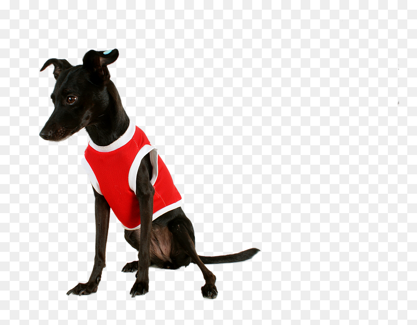 Perro Negro Ropa, HD Png Download - perro png