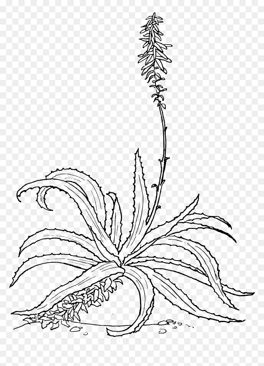 Aloe Clip Arts - Aloe Drawing, HD Png Download - aloe png