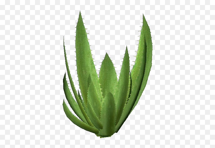 3d Flowers - Aloe Vera - Acca Software - Planta Aloe Vera Png, Transparent Png - aloe png