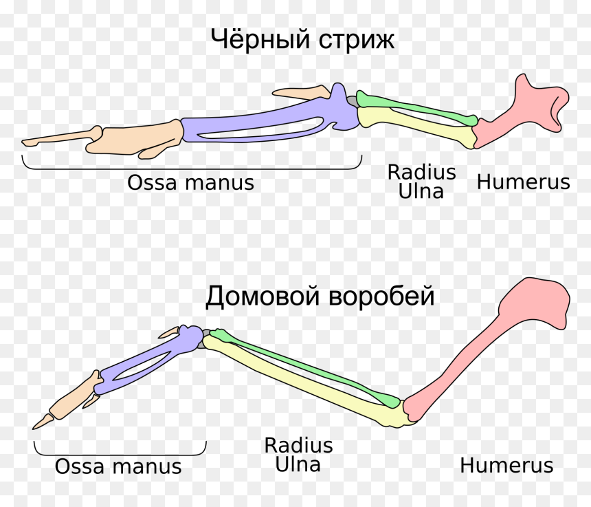 Bird Wing Skeleton, HD Png Download - skeleton hand png