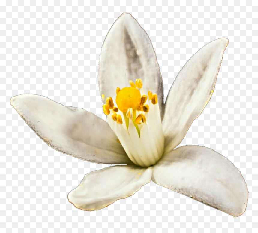 Blossom By Jeanicebartzen - Orange Blossom Transparent, HD Png Download - blossom png