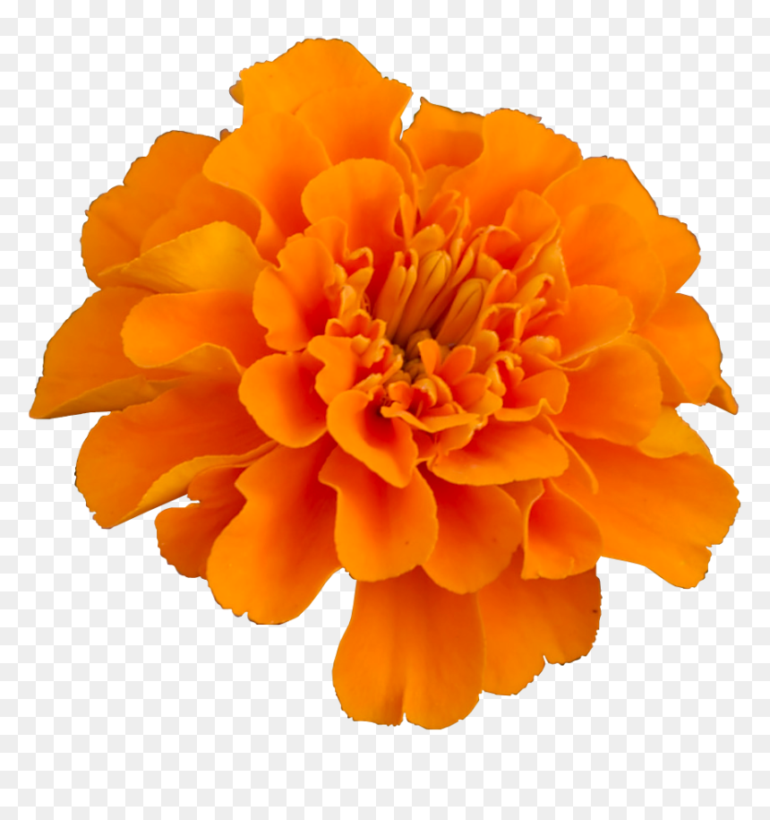 Mexican Marigold Flower Pot Marigold Plant Household - Transparent Marigold Flower Png, Png Download - mexican flowers png