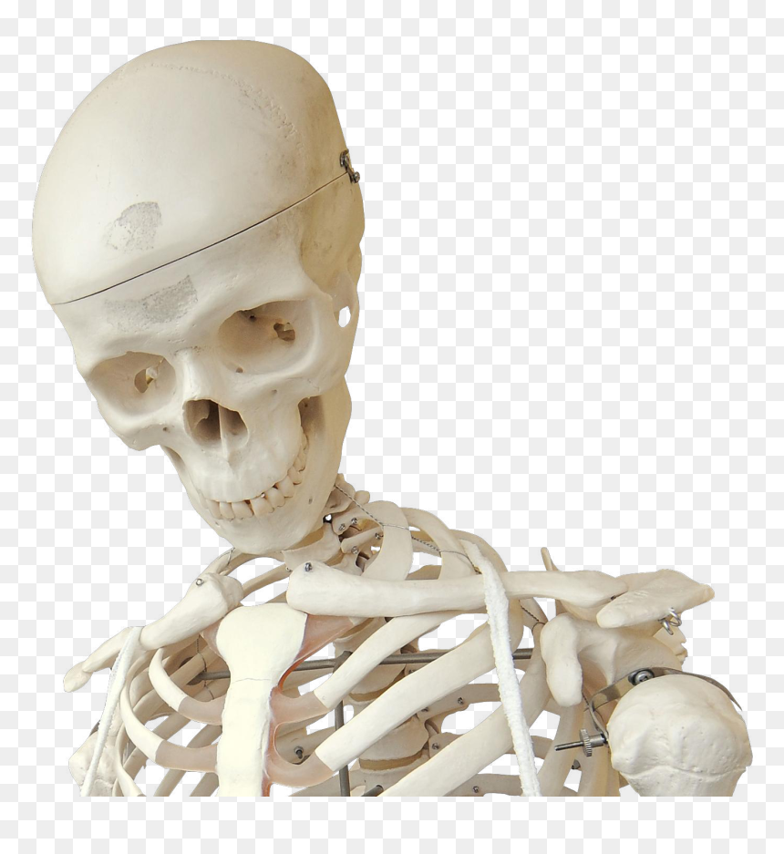 Skeleton, HD Png Download - skeleton hand png