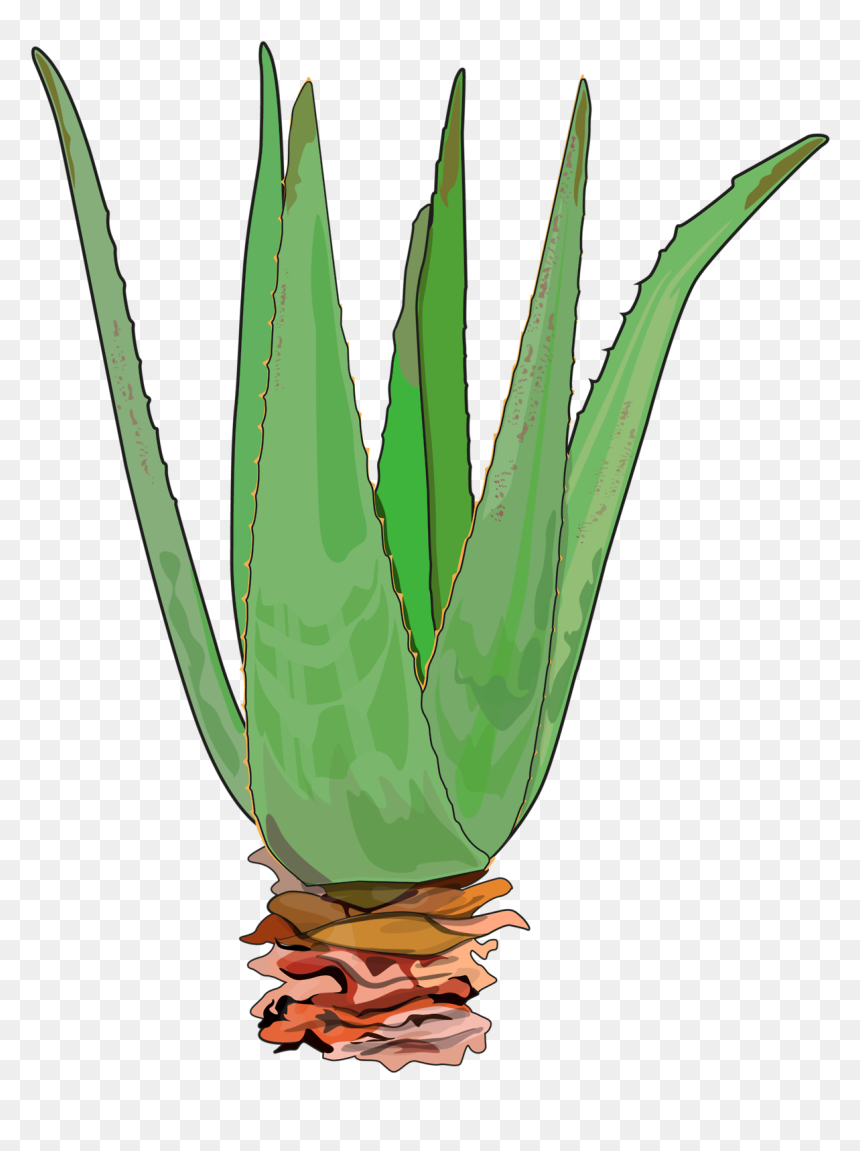 Clip Art, HD Png Download - aloe png