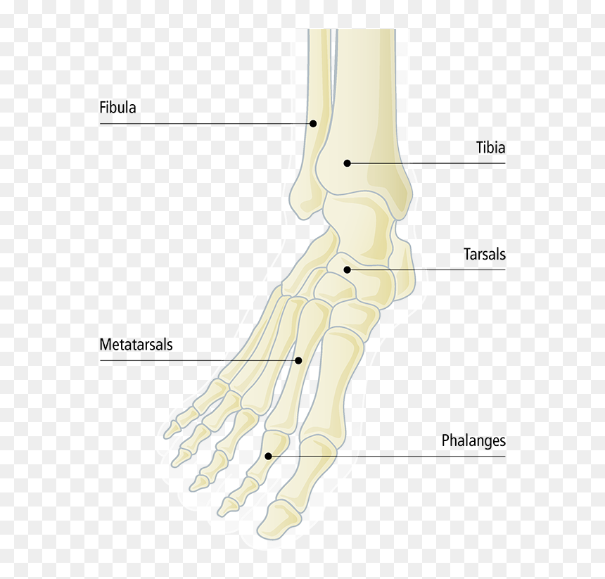 Radiography, HD Png Download - skeleton hand png