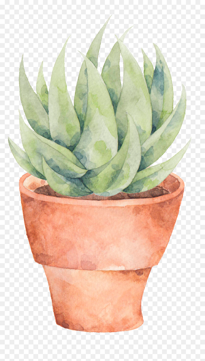 This Graphics Is A Plate Of Aloe Png Transparent About - Watercolor Succulent In Pot, Png Download - aloe png