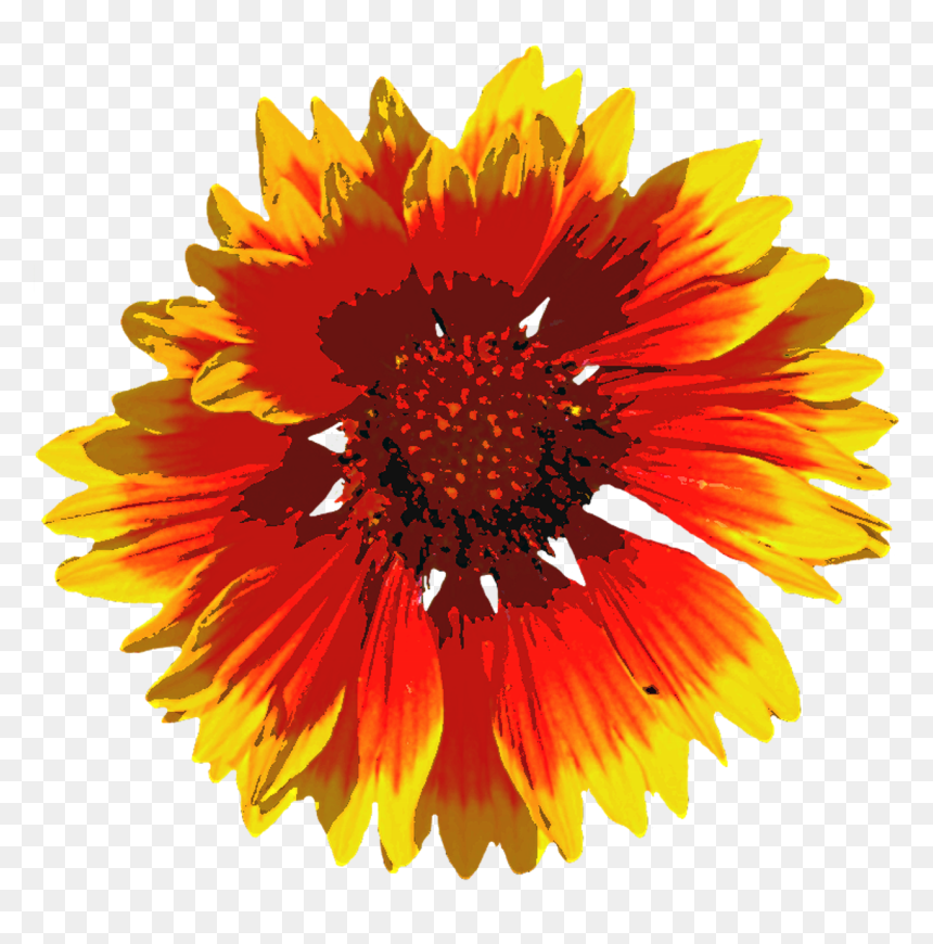 Portable Network Graphics, HD Png Download - blossom png