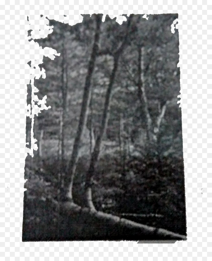 Birch, HD Png Download - big tree png