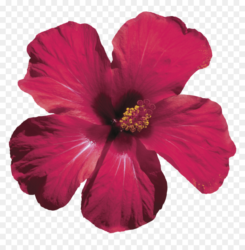 We Handcraft Each Floral Elixir With Love - Hibiscus Flower Png Transparent, Png Download - real flowers png