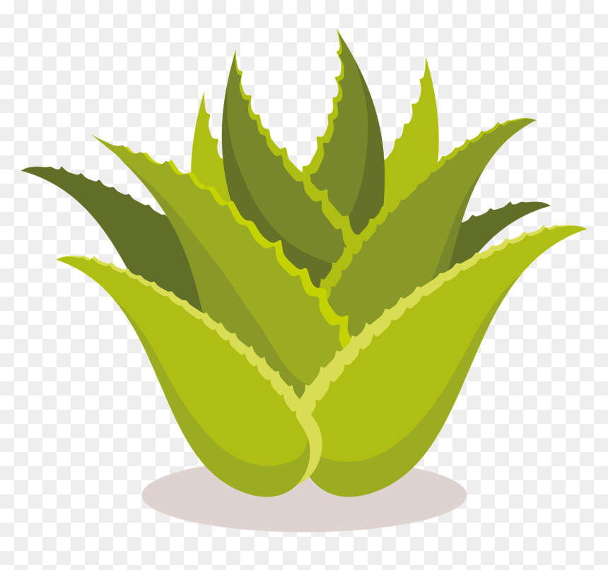 Aloe, HD Png Download - aloe png