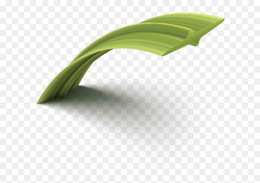 Hierochloe, HD Png Download - grass blade texture png