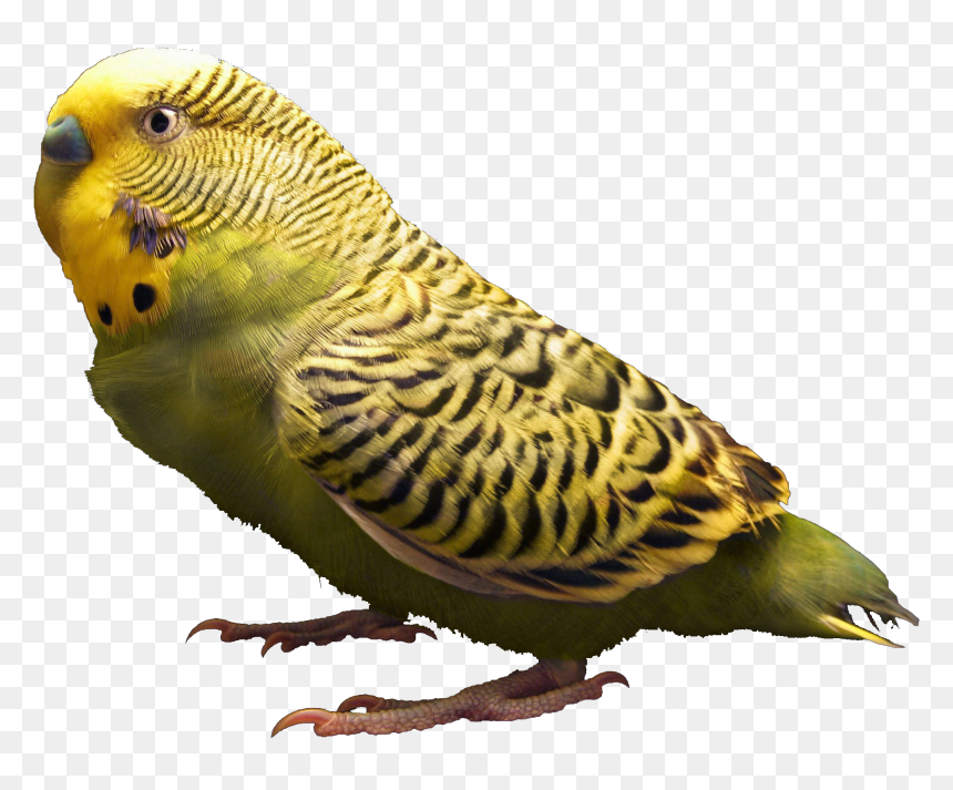 Budgie Transparent Background, HD Png Download - budgie png