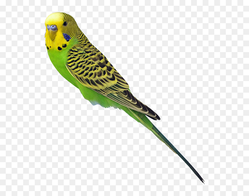 Perruche Vert Et Jaune, HD Png Download - budgie png