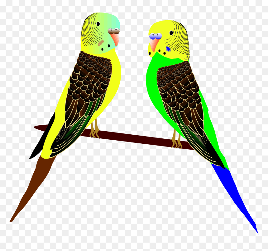 Clip Art Parakeet, HD Png Download - budgie png