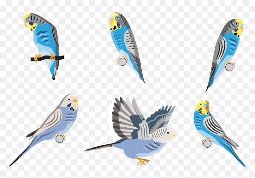 虎 皮 鸚鵡 卡通, HD Png Download - budgie png