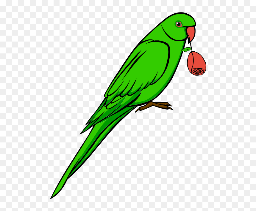 Information About Parrot In Hindi, HD Png Download - budgie png