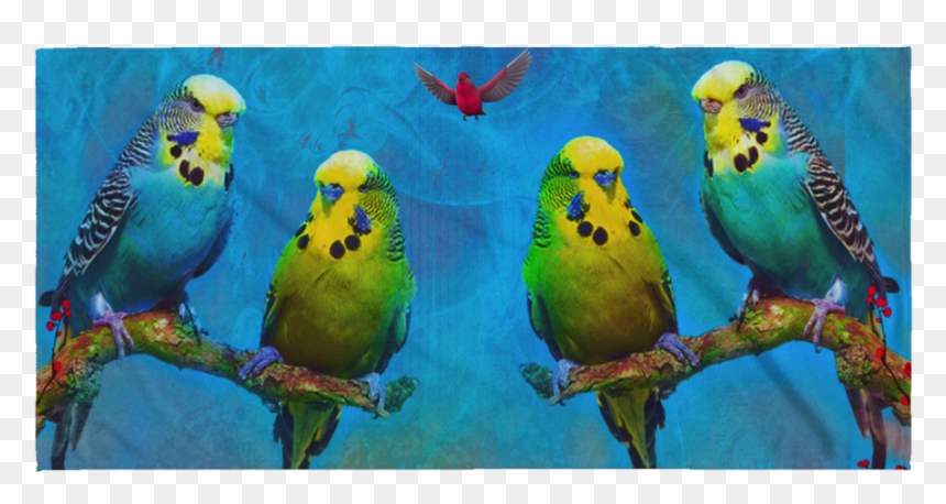 Budgerigar, HD Png Download - budgie png