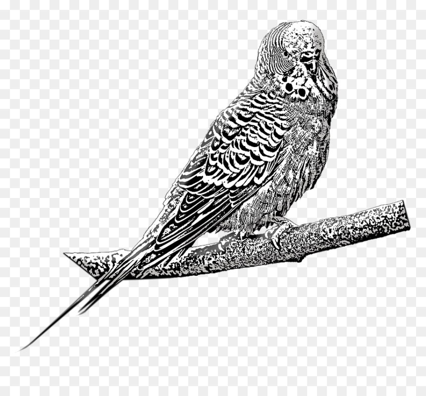 Budgie, HD Png Download - budgie png