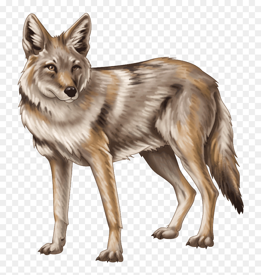Coyote Png, Transparent Png - red wolf png