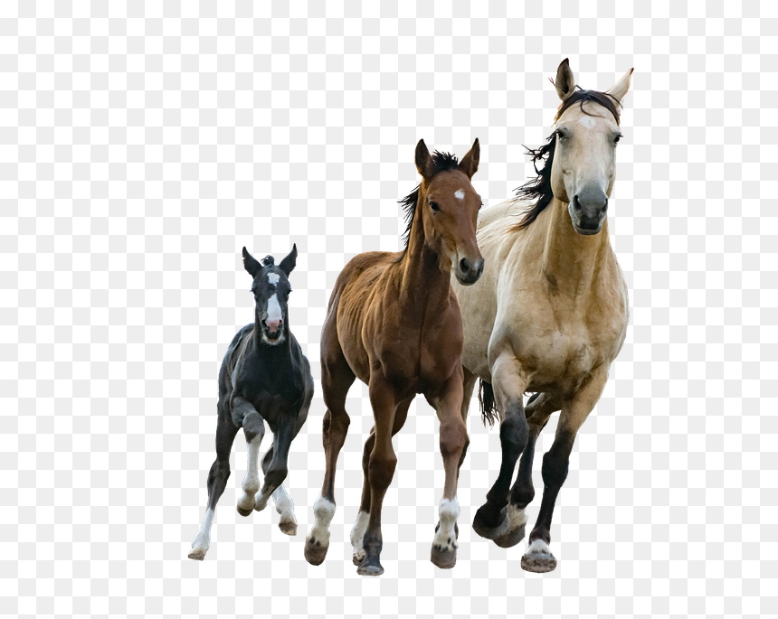 Small Medium Large Horses, HD Png Download - colt png