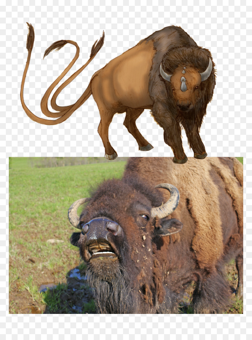 Tauros In Real Life, HD Png Download - tauros png