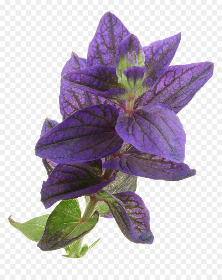 Balloon Flower, HD Png Download - mexican flowers png