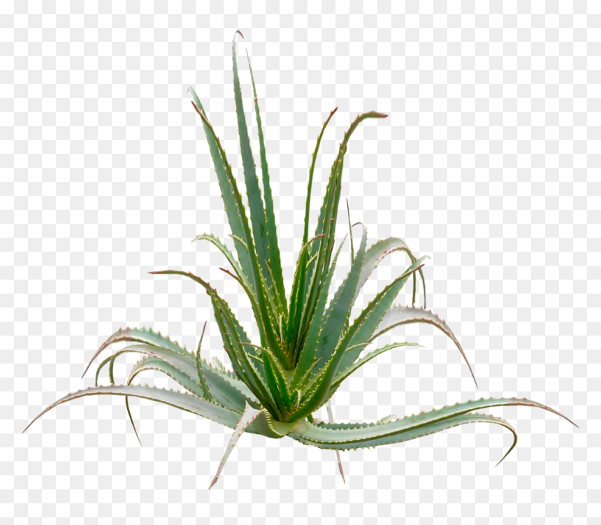 Aloe Arborescences Plant - Aloe Arborescens Png, Transparent Png - aloe png