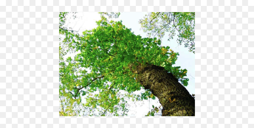 Gambel Oak, HD Png Download - big tree png