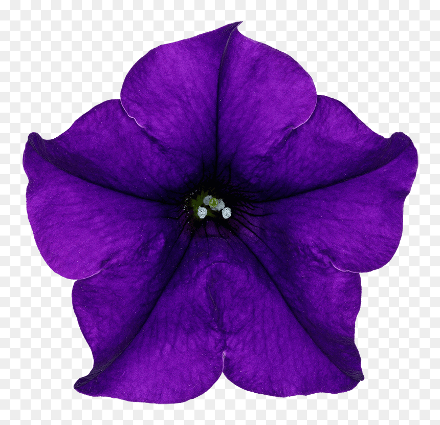 Petunia, HD Png Download - mexican flowers png