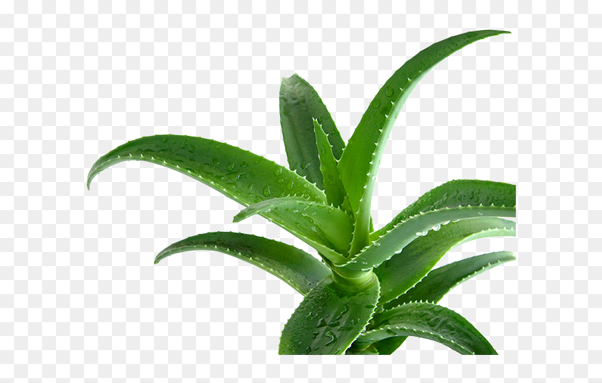 Aloe Vera - Алоэ Png, Transparent Png - aloe png
