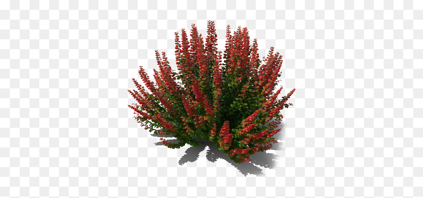Mexican Bush Sage Png Free Image - Banksia, Transparent Png - mexican flowers png