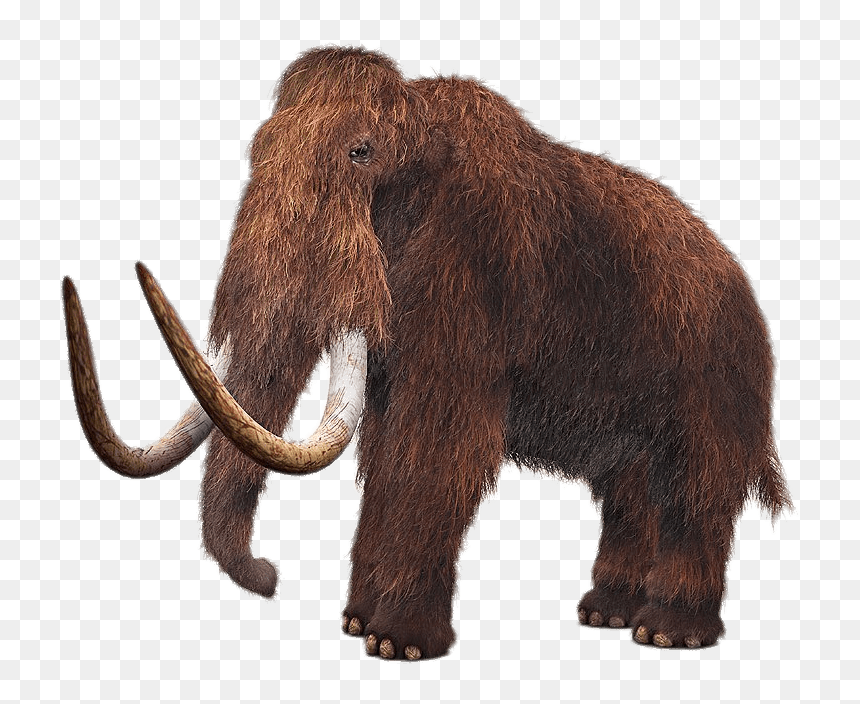 Wooly Mammoth - Dk Dinosaurs And Prehistoric Life, HD Png Download - mammoth png