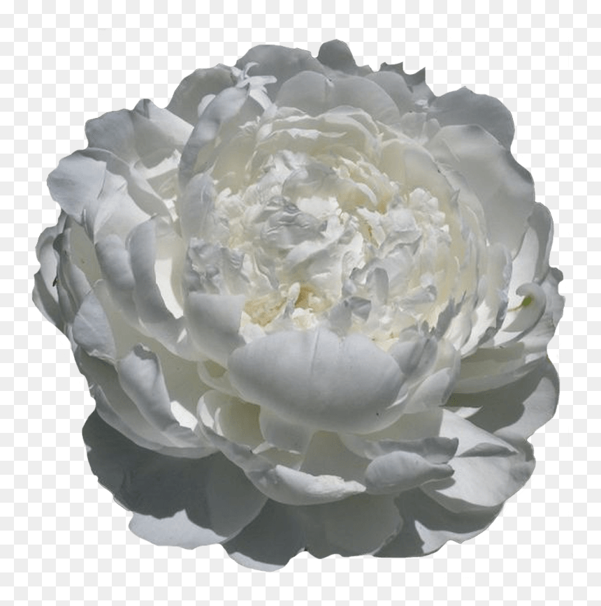 Peony White Ivory, HD Png Download - mexican flowers png