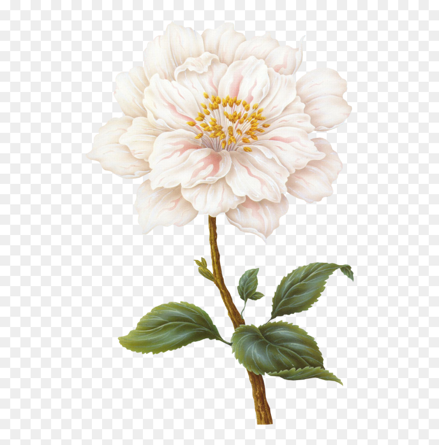 Flower - Flower Illustration, HD Png Download - mexican flowers png