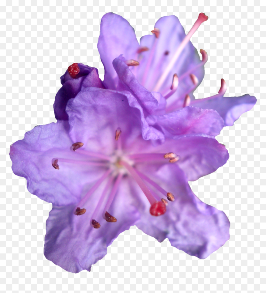 Purple Aesthetic Plants Png Transparent, Png Download - purple crown png